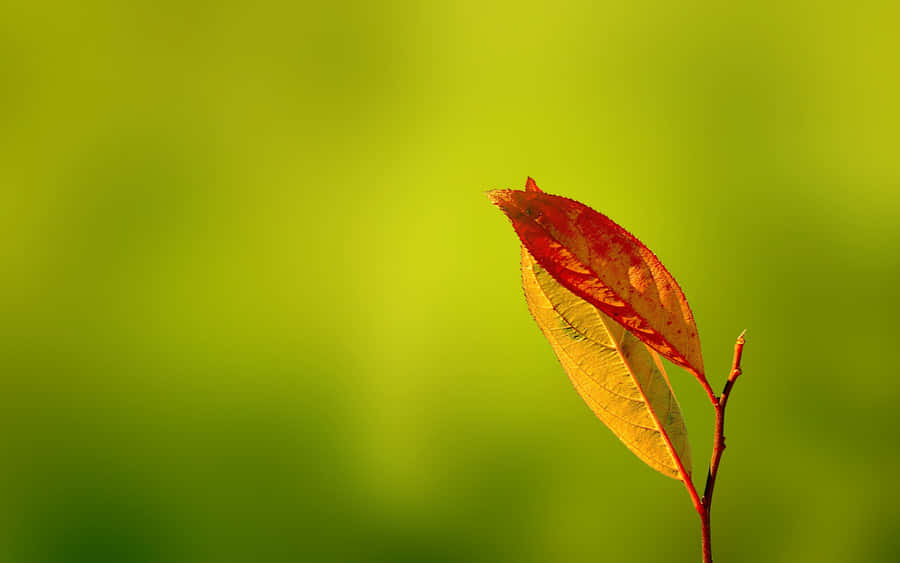 A Leaf On A Branch Wallpaper