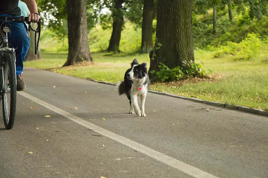 A Loyal Country Dog Sitting Majestically Amidst Lush Green Fields. Wallpaper