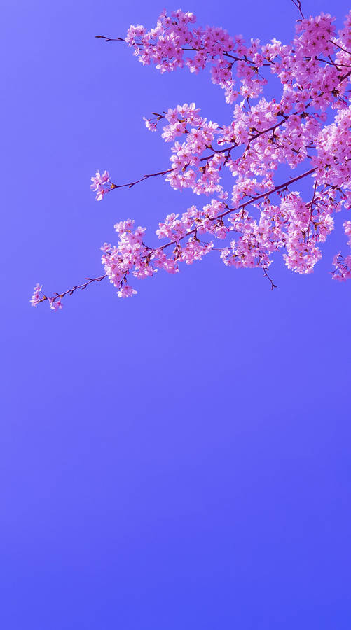 “a Magical Moment In The Japanese Spring” Wallpaper