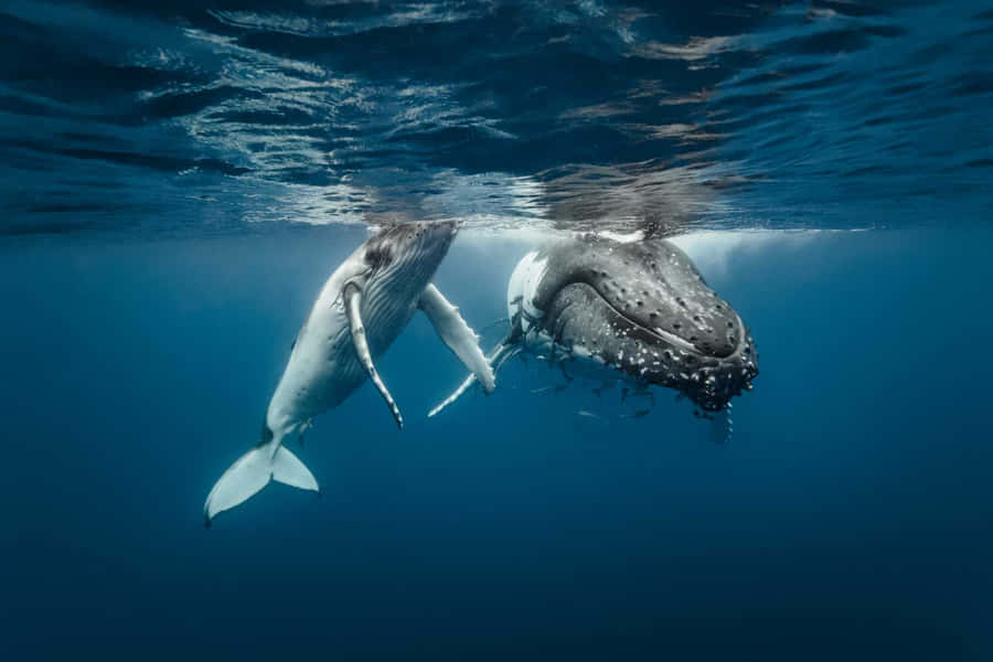 A Magnificent View Of Cetaceans Swimming In The Blue Ocean Wallpaper