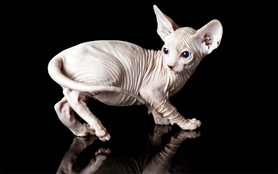 A Majestic Canadian Sphynx Cat Relaxing On A Patterned Fabric Wallpaper