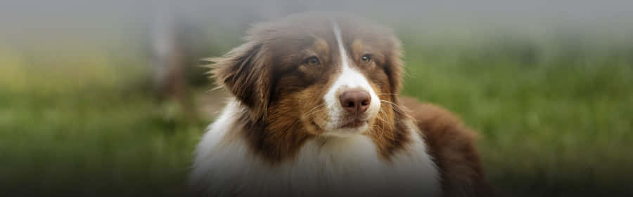 A Majestic Country Dog Enjoying Its Free Time In The Open Fields. Wallpaper