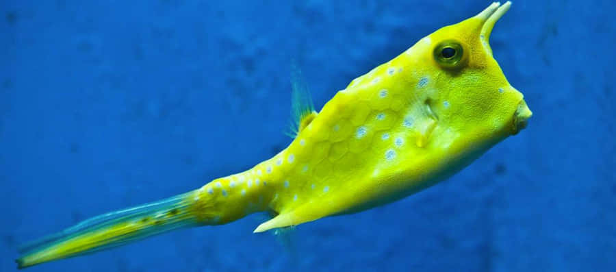 A Majestic Cowfish Calmly Swimming In The Clear Blue Ocean. Wallpaper