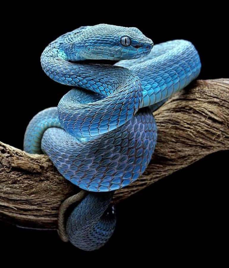 A Majestic Elephant Ventures Out As The Sun Sets In A Wildlife Reserve Wallpaper