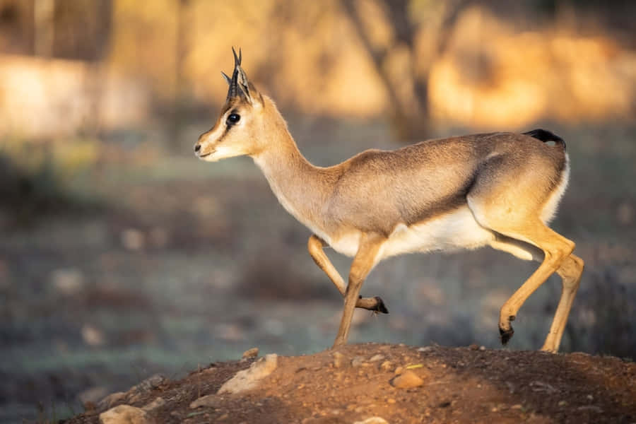 A Majestic Gazelle In Natural Scenery Wallpaper