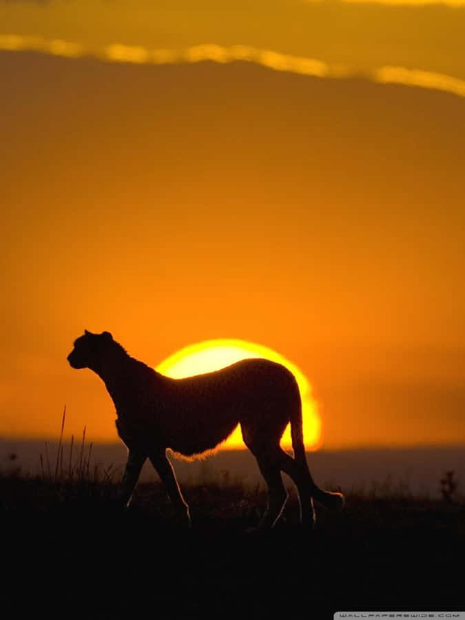 A Majestic Lion Roaming In The Wild Wallpaper