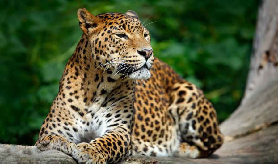 A Majestic Lion Standing In A Sunlit Field In A Wildlife Reserve Wallpaper