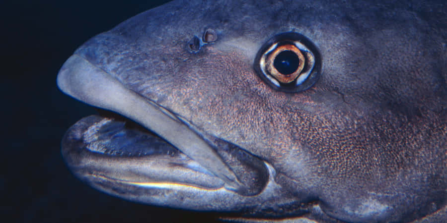 A Majestic Sablefish Swimming In The Deep Blue Sea Wallpaper