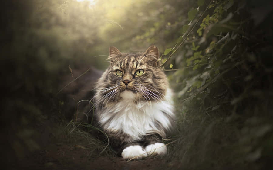 A Majestic Siberian Cat Relaxing Outdoors Wallpaper