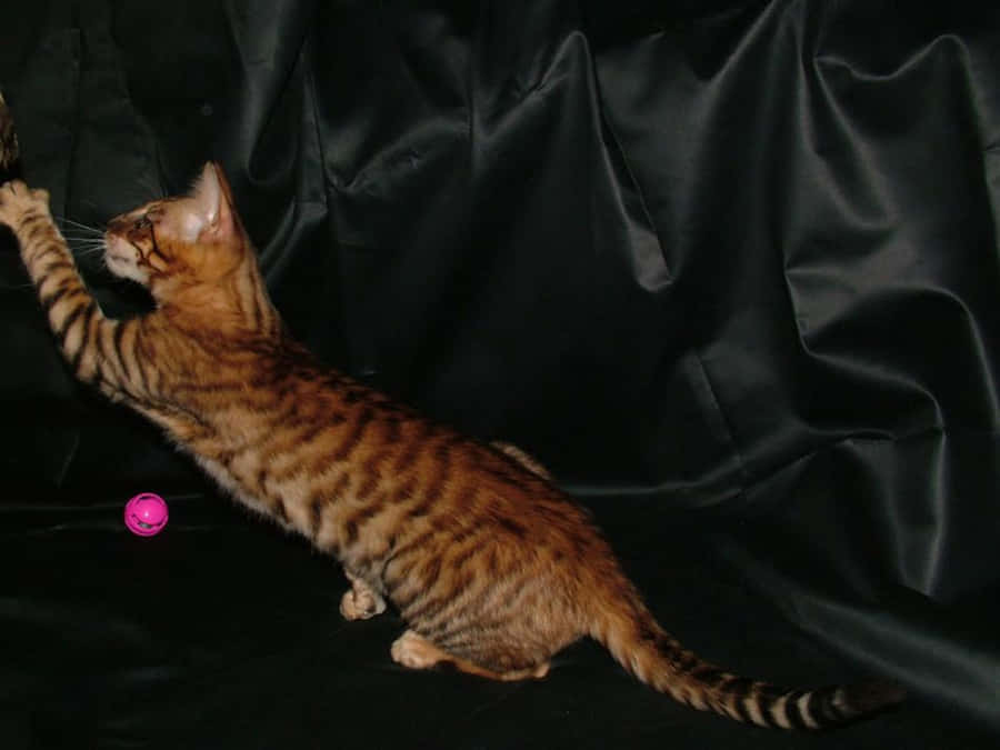 A Majestic Toyger Relaxing Outdoors Wallpaper