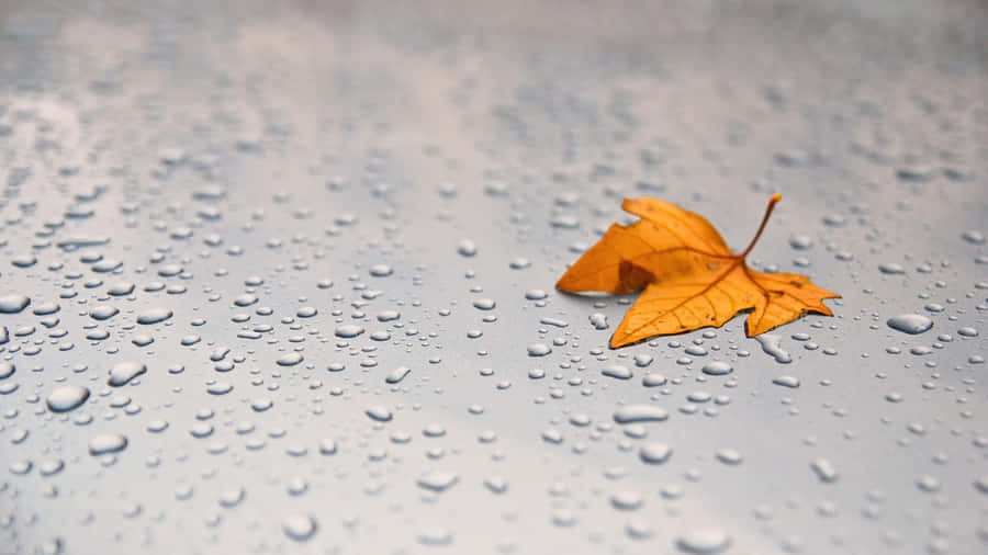 A Mesmerizing Autumn Morning With Dewdrops Wallpaper