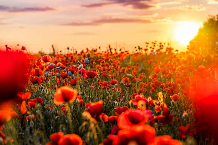A Mesmerizing View Of Poppy Field Wallpaper