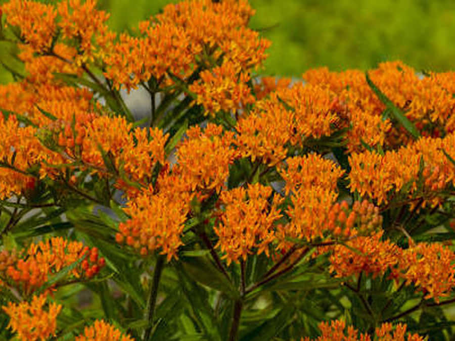 A Monarch Butterfly Enjoys A Meal Of Nectar From The Butterfly Weed