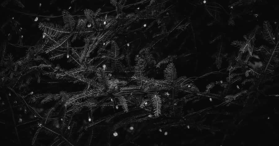 A Mysterious Forest At Night Wallpaper