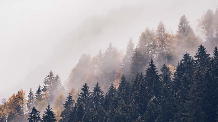 A Mystical Scene Of Foggy Stillness Wallpaper