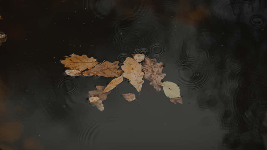 A Peaceful Autumn Scene Captured During A Calm And Steady Rainfall. Wallpaper