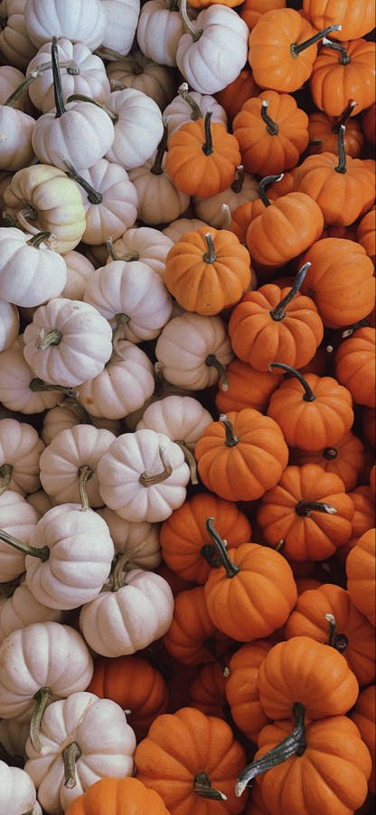 A Peaceful Day On The Fall Farm Wallpaper