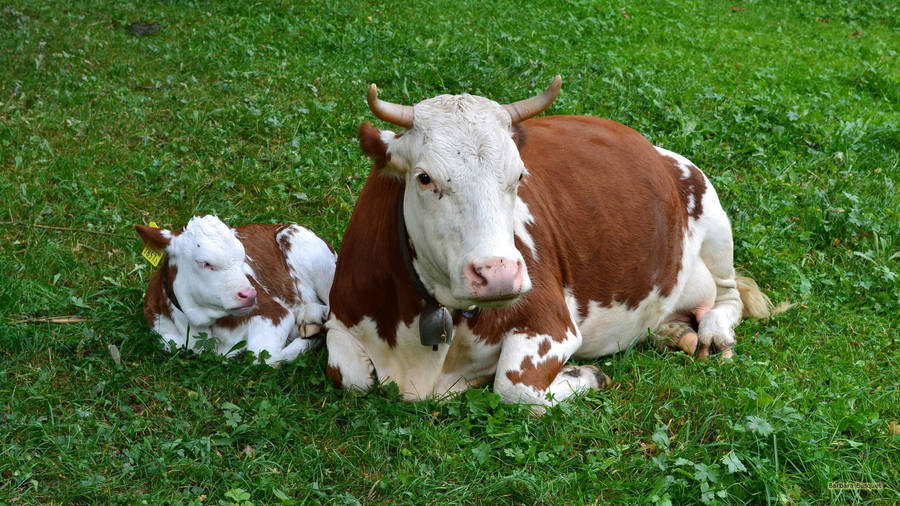 A Peaceful Moment Between A Mother Cow And Her Calf Wallpaper