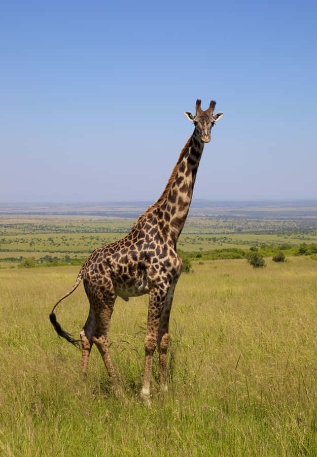 A Perfect Evening #sunsetwalk Wallpaper