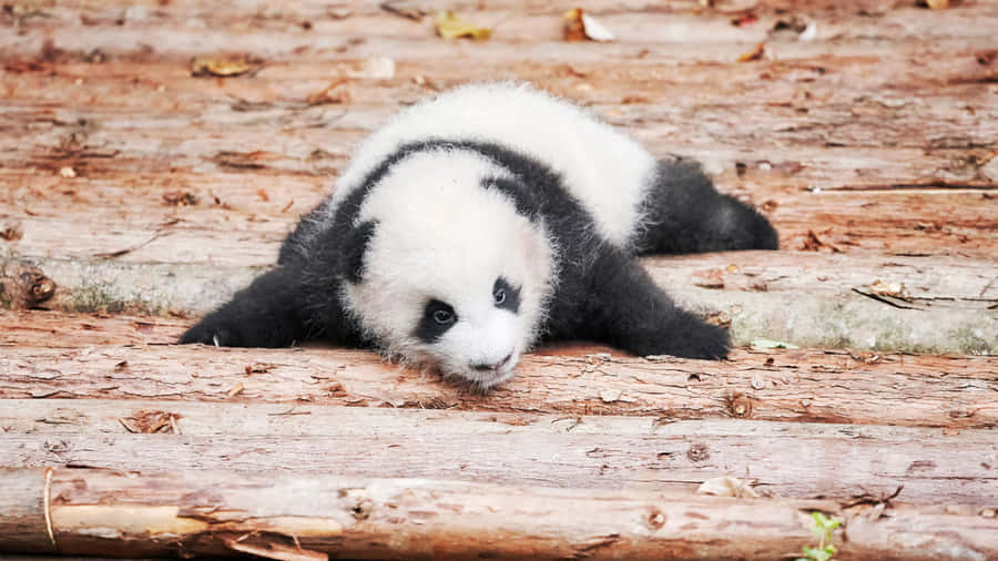 A Perfectly Refreshing Afternoon By The Water Wallpaper