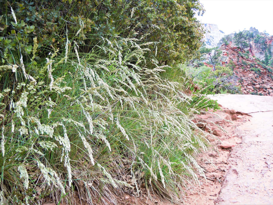 A Picturesque Meadow Of Lush Blue-green Grass Wallpaper