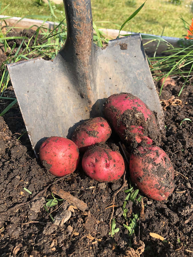 A Pile Of Fresh Red Potatoes Wallpaper