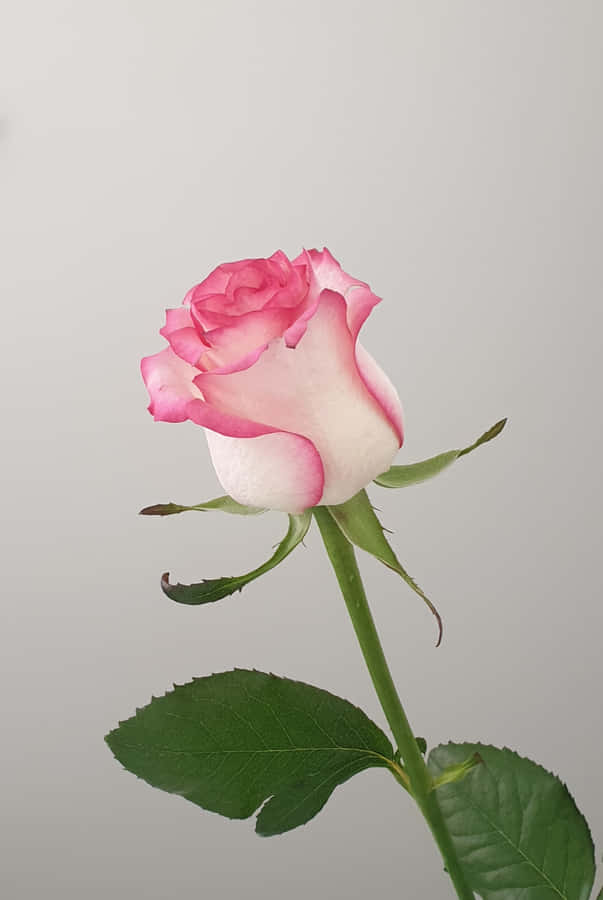 A Pink Rose Is Shown Against A White Background Wallpaper