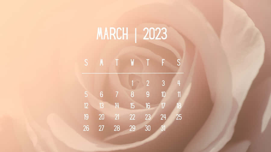 A Pink Rose With The Words March 2020 Wallpaper