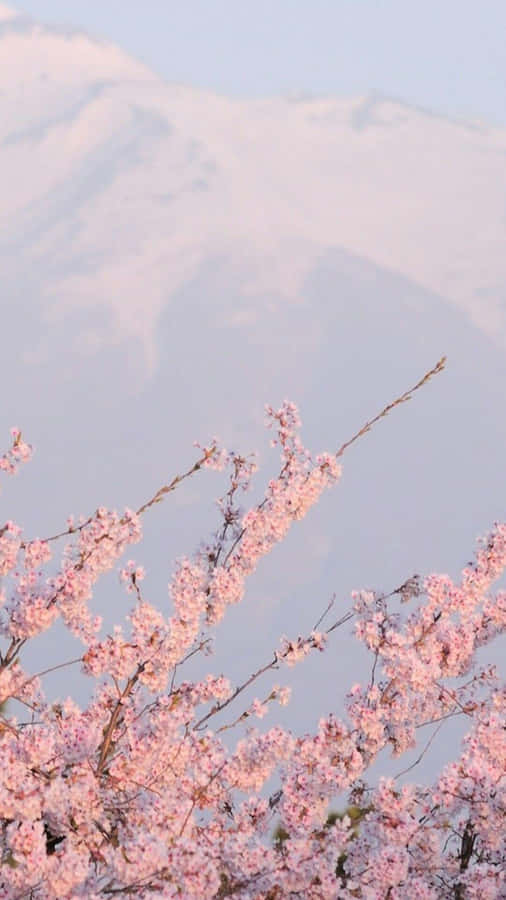 A Pink Tree With Snowy Mountains In The Background Wallpaper