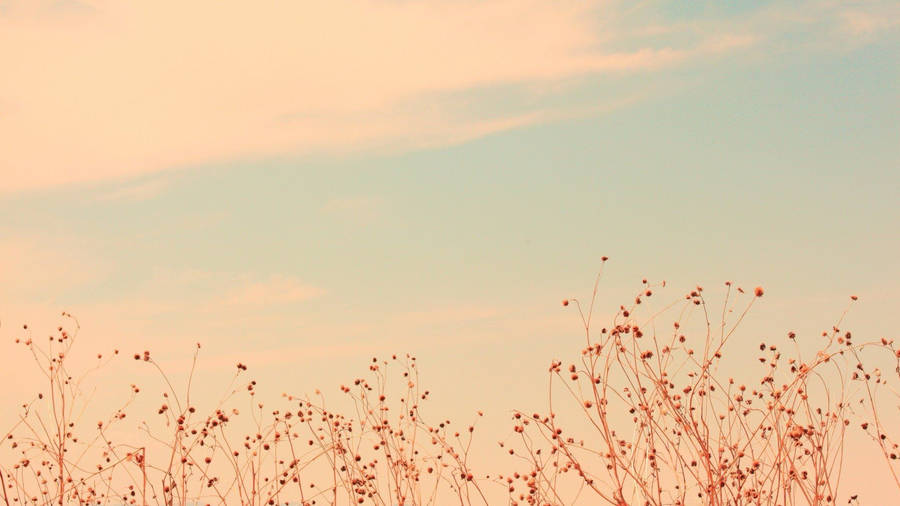 A Plane Flying Over A Field Of Grass Wallpaper