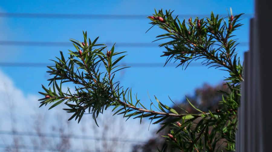 A Plant Eager To Grow Wallpaper