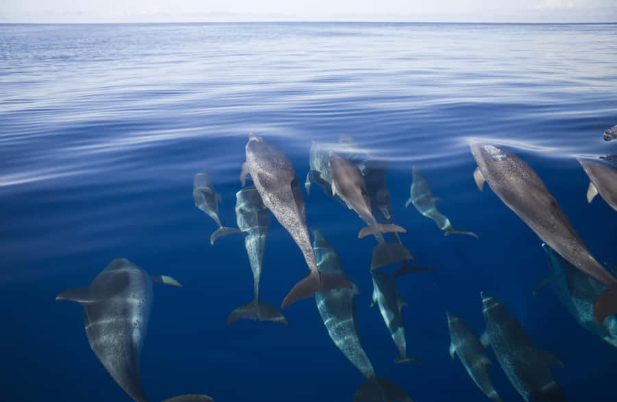 A Playful Interaction In The Ocean Depths Wallpaper