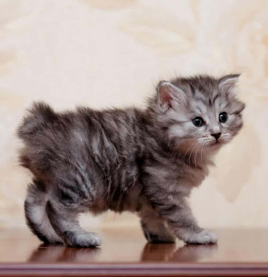 A Playful Kurilian Bobtail Cat In Action Wallpaper