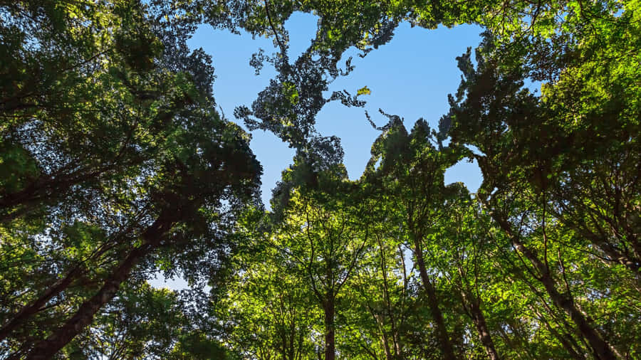 A Pristine, Green Forest Exuding Serenity And Biodiversity Wallpaper