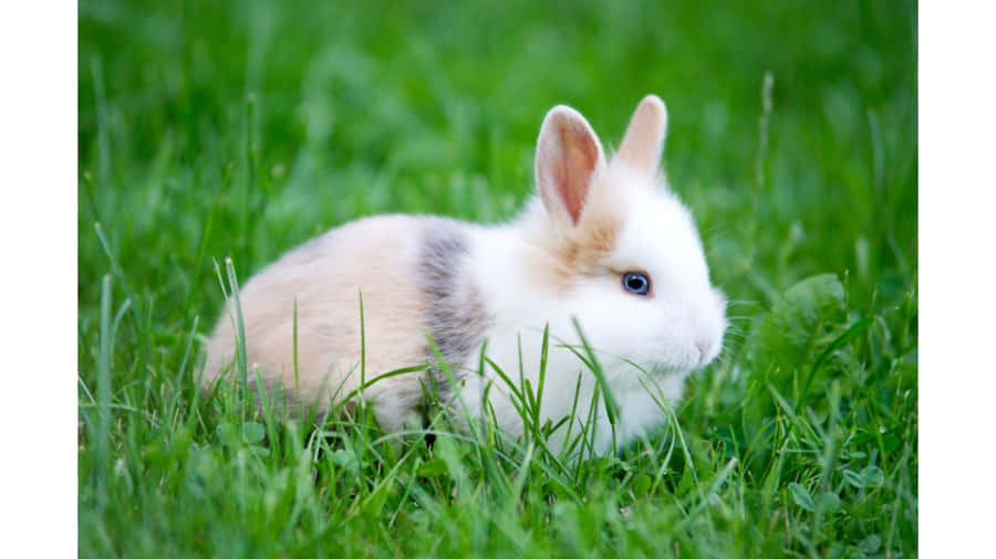 A Rabbit Sitting In The Grass Wallpaper