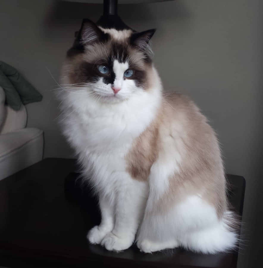 A Ragdoll Cat Relaxing On A Wooden Surface With Plants In The Background Wallpaper