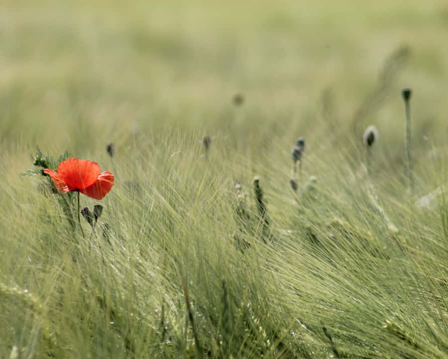 A Red Flower In A Field Of Green Wallpaper
