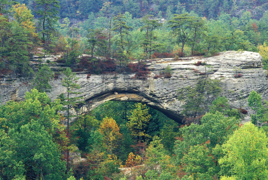 A Relaxing Still Of Blue Grass In The Sunshine Wallpaper