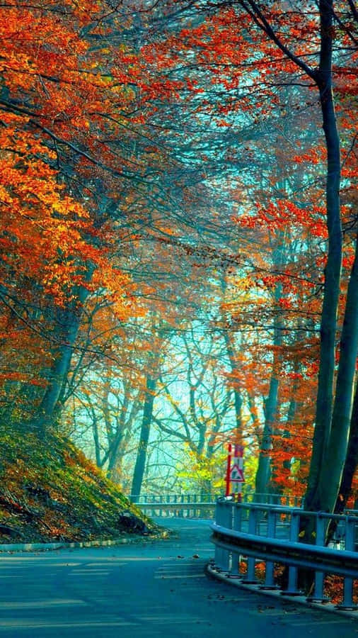 A Road With Trees In The Fall Wallpaper