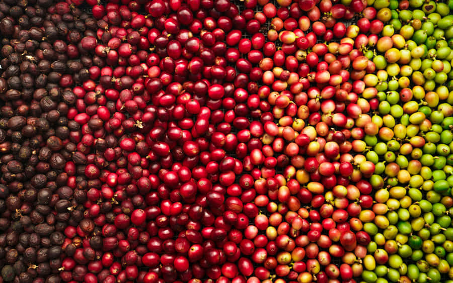 A Row Of Coffee Beans In Different Colors Wallpaper