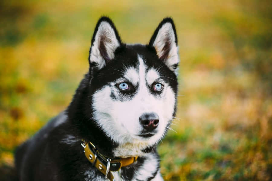 A Rural Canine Companion Enjoying The Countryside Wallpaper