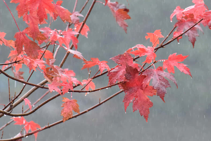 A Scenic View Of Fall Rain In The Forest Wallpaper