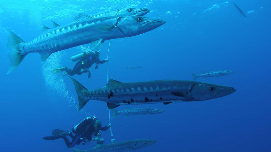 A School Of Barracudas Swimming In The Clear Blue Ocean. Wallpaper