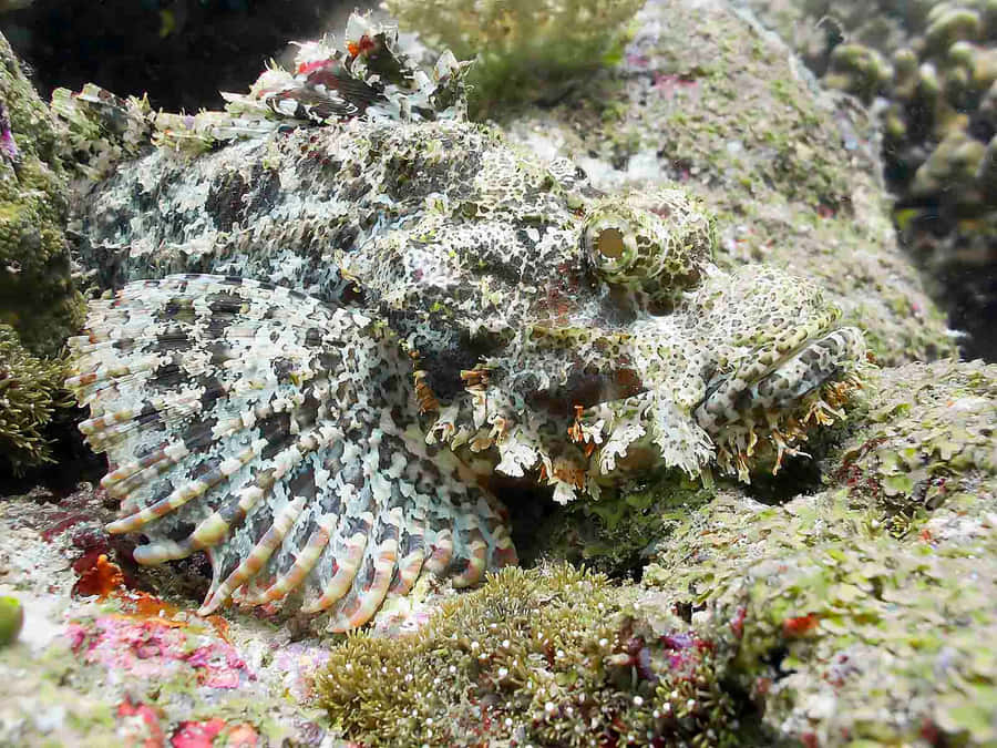 A Scorpionfish Calmly Resting At The Ocean Bed Wallpaper