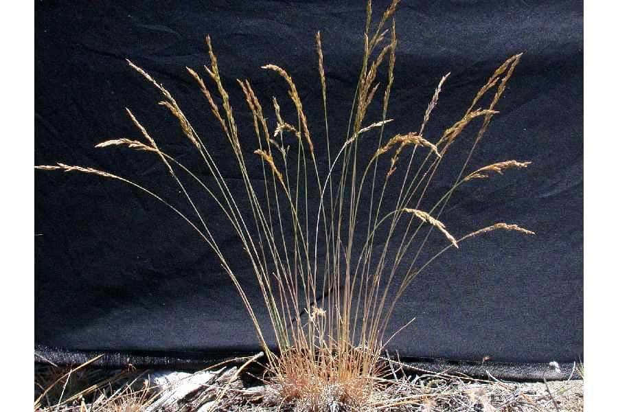 A Sea Of Blue Grass Carpets The Ground Wallpaper