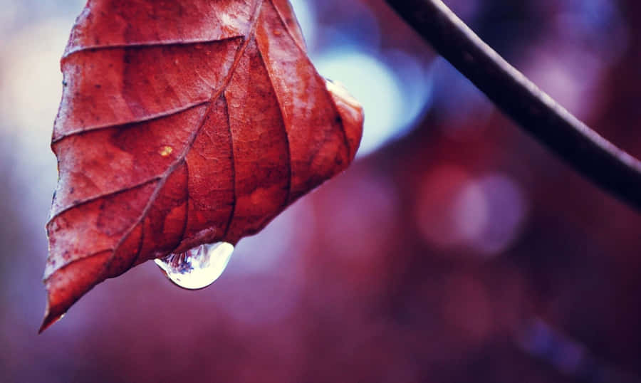 A Serene Autumn Morning With Dewdrops Adorning The Fallen Leaves Wallpaper