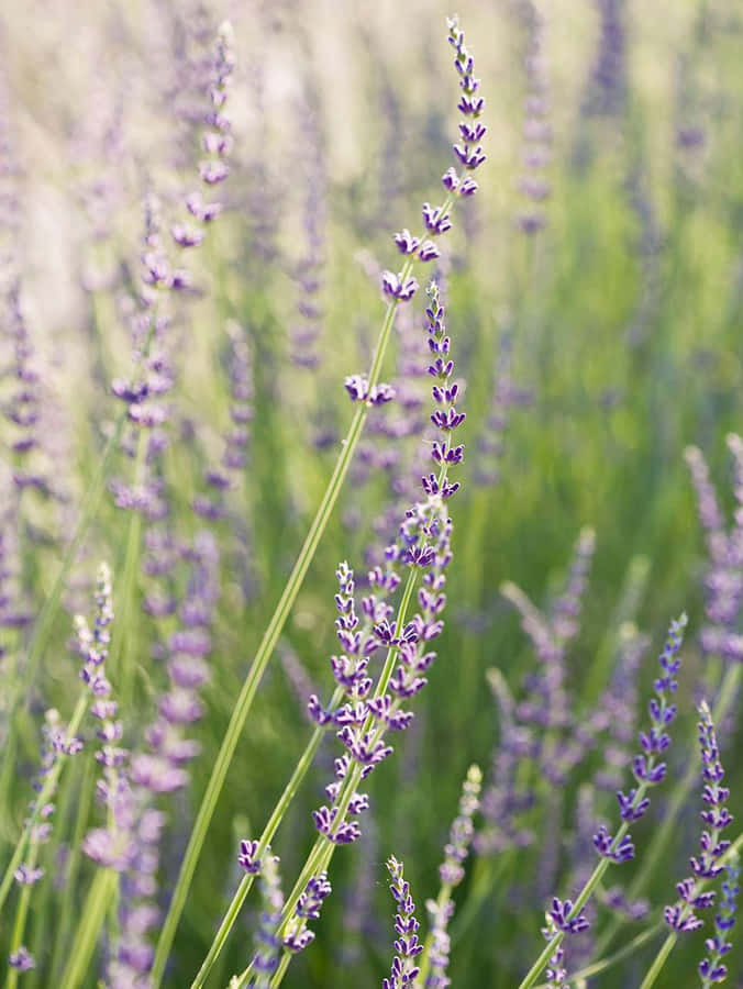 A Serene Countryside Landscape With Expanses Of Bright Purples In Lavender Blue Wallpaper