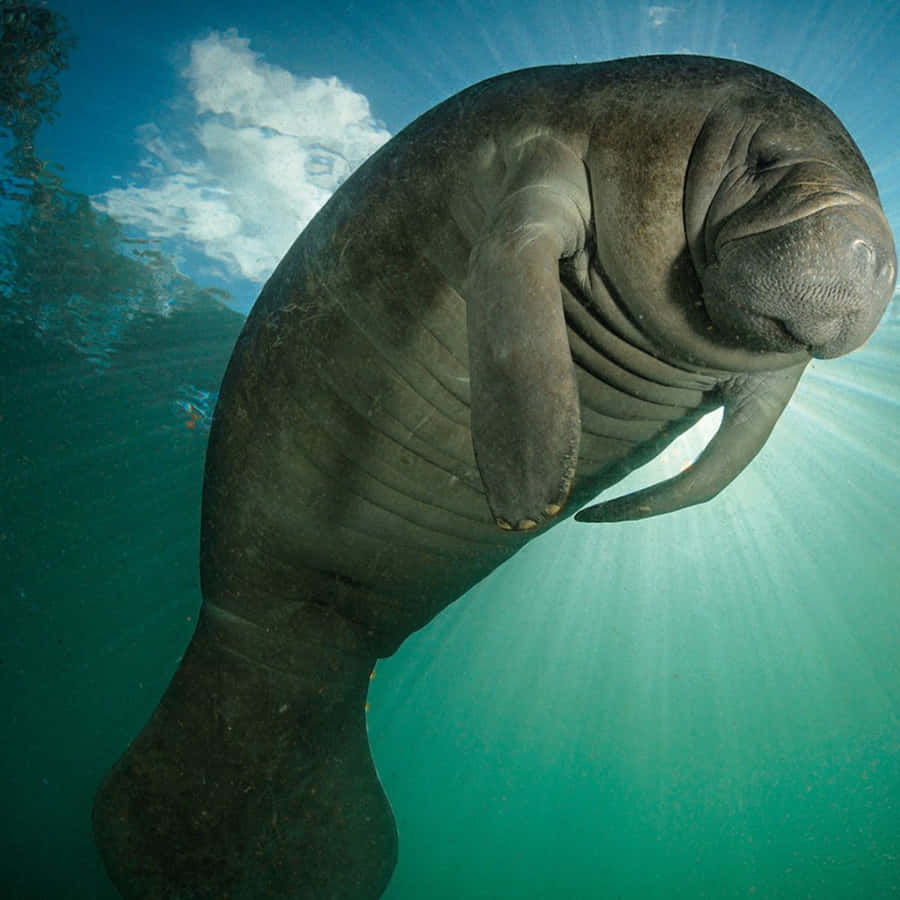 A Serene Encounter With A Dugong In The Ocean Depths Wallpaper