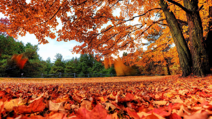 A Serene Fall Scenery With A Gently Swaying Autumn Wind Wallpaper