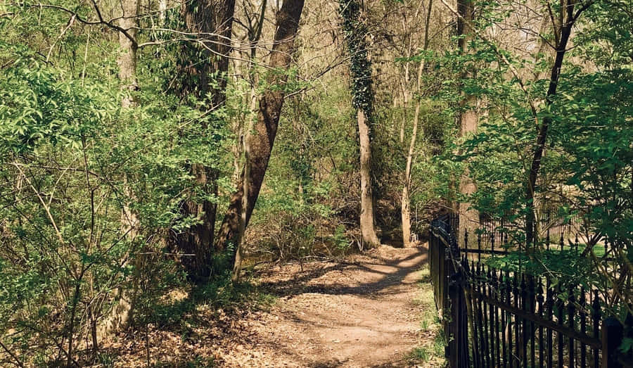 A Serene Moment Of Forest Conservation In Action Wallpaper